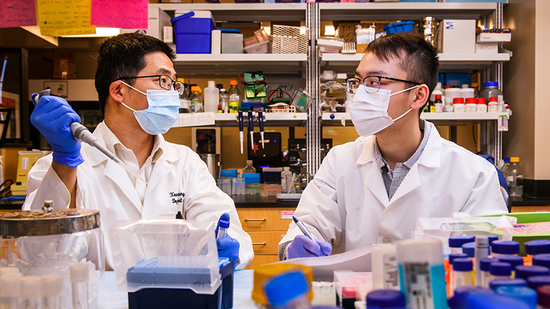  Xunlei Kang, MD, PhD, with lab assistant Chen Wang in his laboratory at the Center for Precision Medicine at the University of Missouri School of Medicine. Wang contributed to the study.